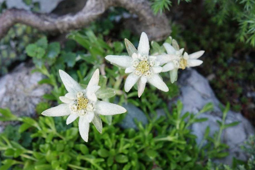Starry symbol of the Alps makes an unusual addition to rock gardens